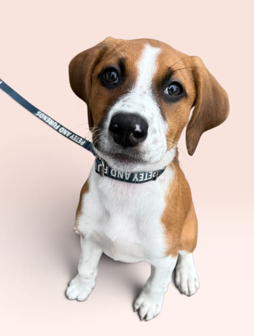 Photo of Savannah's Litter: Kaleki, adoptable Labrador Retriever in Rockville, Maryland