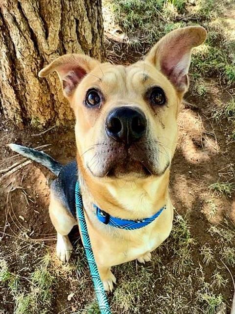 Photo of Gilbert, adoptable German Shepherd Dog in Sacramento, California