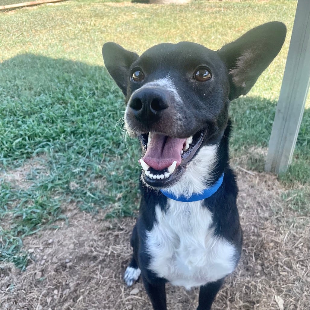 Photo of Vincent, adoptable Mixed Breed (Medium) in Chattanooga, Tennessee