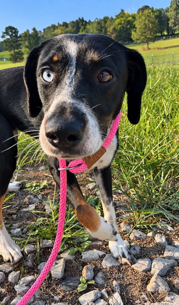 Photo of Doreen, adoptable Mixed Breed in Chickamauga, Georgia