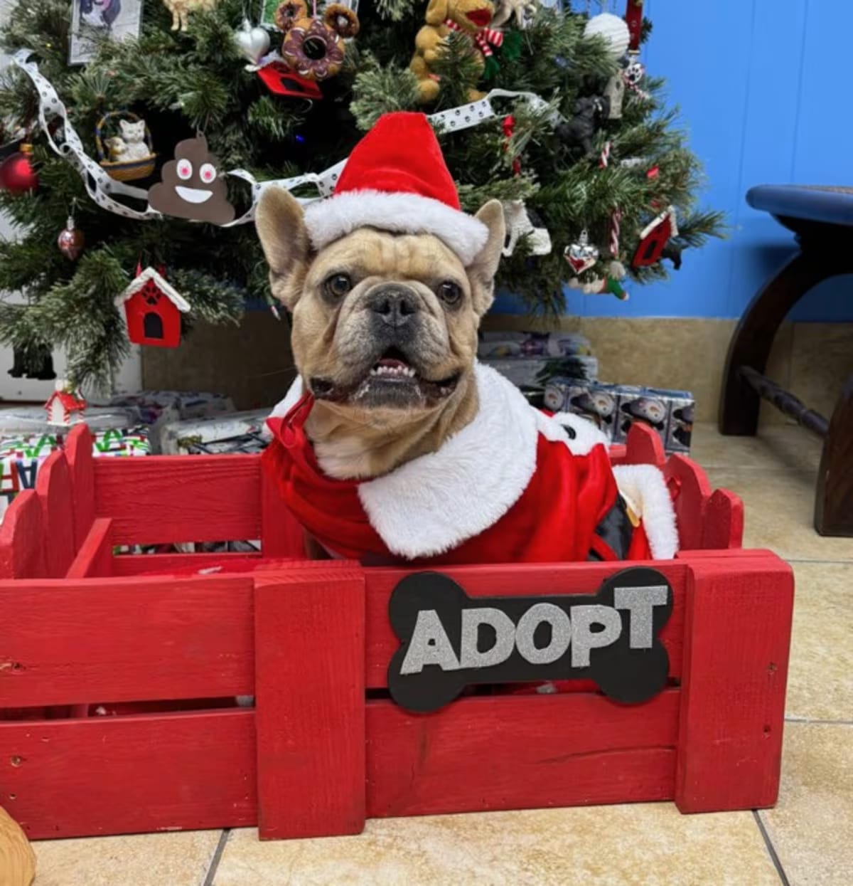 Photo of Stoney, adoptable French Bulldog in Pompano Beach, Florida