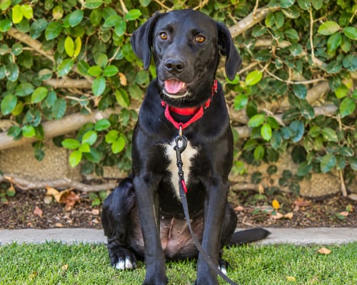 Photo of Sapphire, adoptable Labrador Retriever in Clovis, California