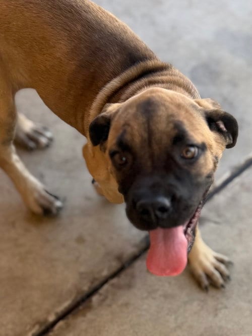 Photo of Stella, adoptable Cane Corso Mastiff in Goodyear, Arizona