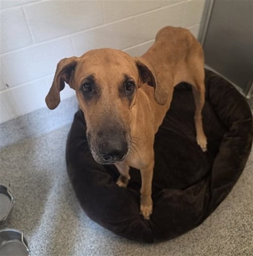 Photo of Mabel, adoptable Great Dane in Houston, Texas