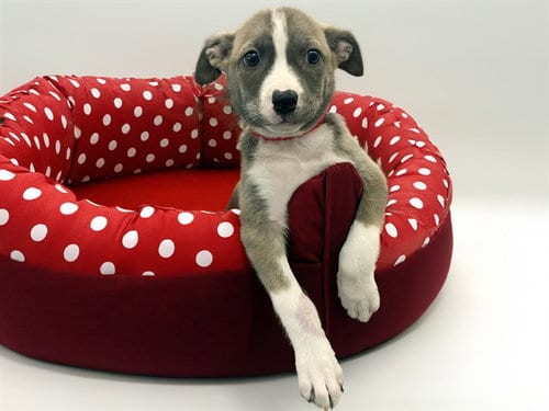 Photo of Cocopuff, adoptable Siberian Husky in Ft Lauderdale, Florida