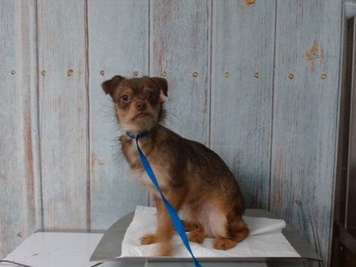 Photo of Shaggy, adoptable Chihuahua in San Bernardino, California
