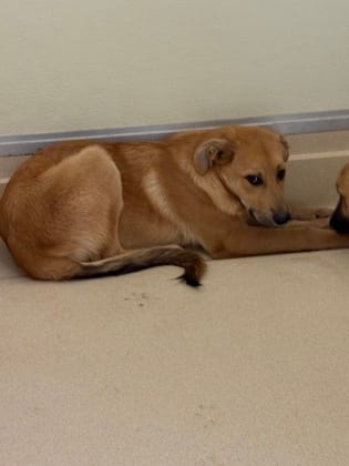 Photo of Rowder, adoptable Shepherd/Mix in Raeford, North Carolina