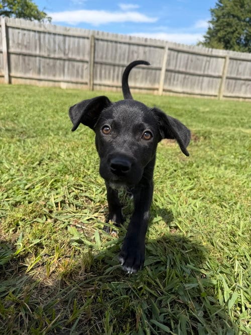 Photo of SRV Maya Empire : Stephenie, adoptable Dachshund in Aurora, Indiana