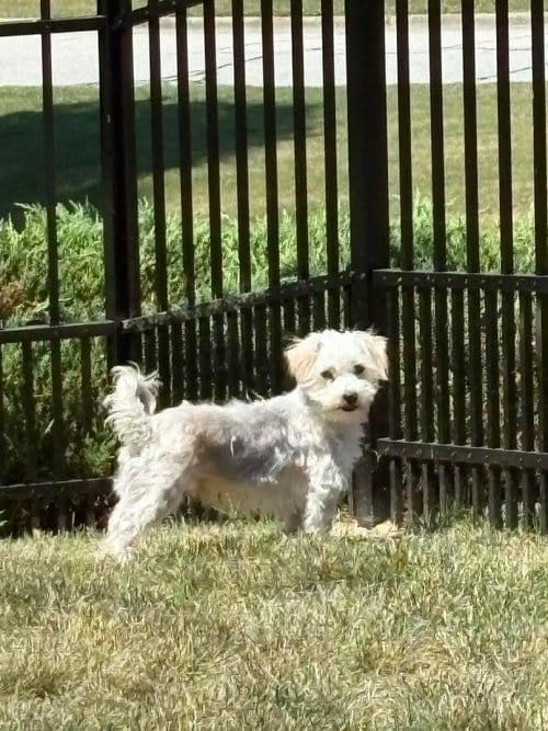 Photo of Gus, adoptable Yorkshire Terrier Yorkie in Holly Springs, North Carolina