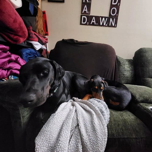 Photo of Penny, adoptable Doberman Pinscher in Buffalo, Minnesota