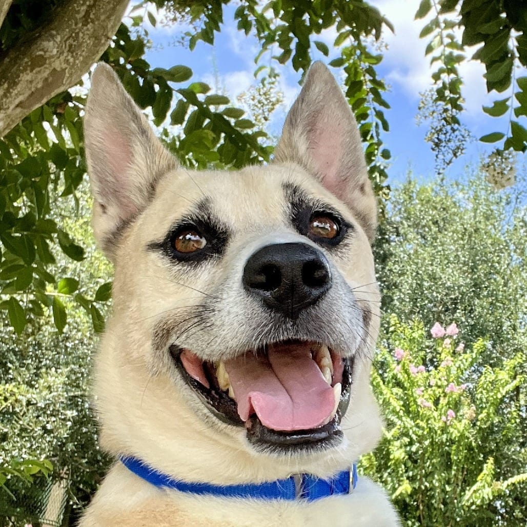 Photo of Zuko, adoptable Shepherd / Mixed Breed (Medium) in Houston, Texas