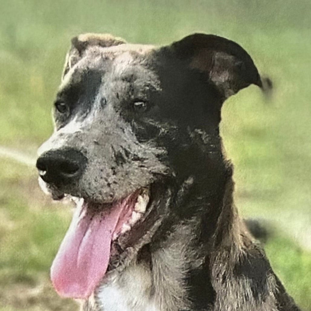 Photo of Koda, adoptable Catahoula Leopard Dog / Mix in Houston, Texas