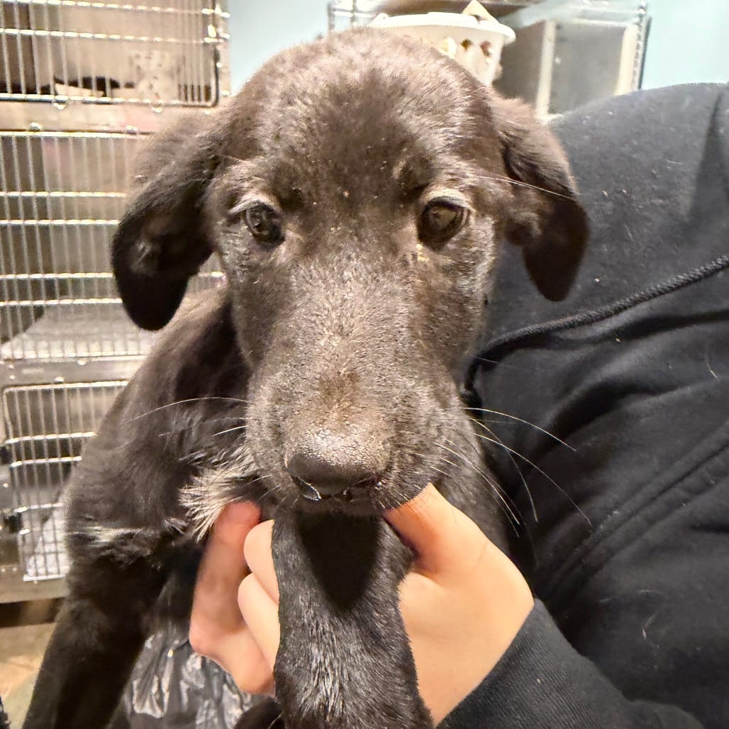 Photo of Beastboy, adoptable Mixed Breed (Small) in Chattanooga, Tennessee