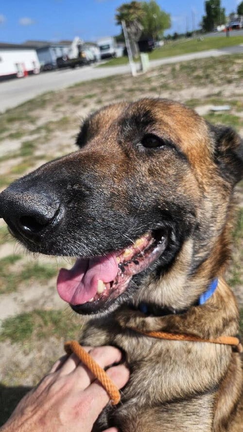 Photo of Honor - formerly Bolt - Located in Florida, adoptable Belgian Shepherd Malinois in Imlay City, Michigan