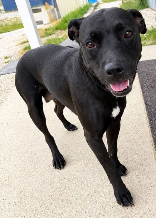 Photo of Amelia, adoptable Pit Bull Terrier in Evansville, Indiana
