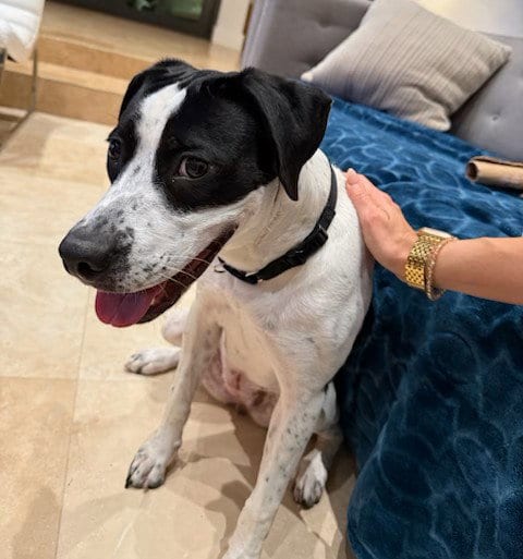 Photo of Kyla, adoptable Terrier in Miami, Florida