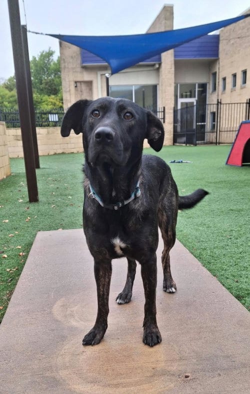Photo of Lotte, adoptable Dutch Shepherd in Rockwall, Texas
