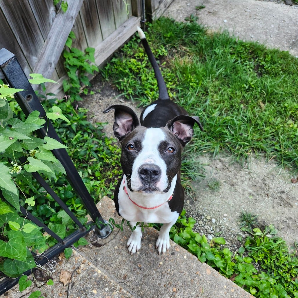 Photo of Boise, adoptable Mixed Breed (Large) in St. Charles, Missouri