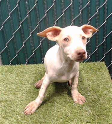 Photo of Fraiser, adoptable Chihuahua in Downey, California