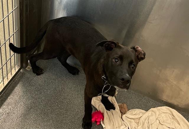 Photo of Karz, adoptable Mixed Breed