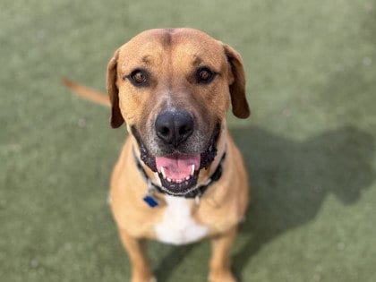 Photo of Manko, adoptable Pit Bull Terrier in Chandler, Arizona