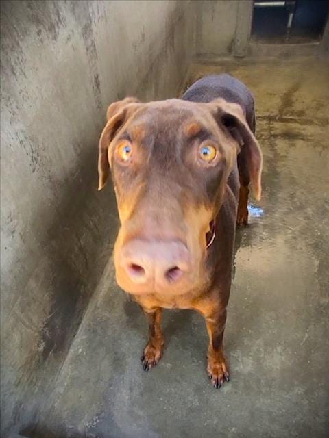 Photo of Bruce Willis, adoptable Doberman Pinscher in Los Angeles, California