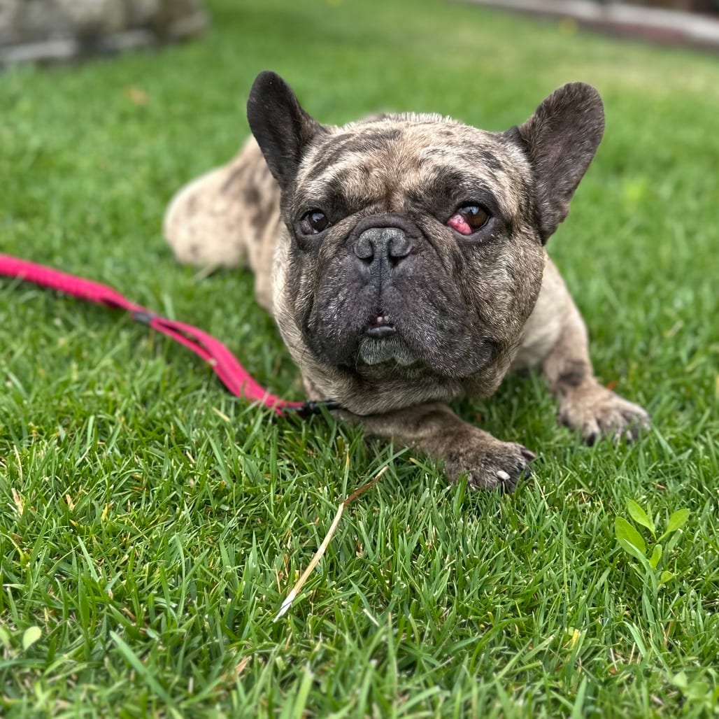 Photo of Toad, adoptable Bulldog, French in California, California
