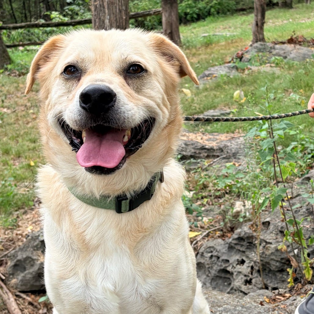 Photo of Finn, adoptable Shepherd, Australian / Husky in Pineville, Missouri