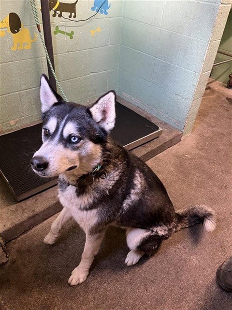 Photo of Rex, adoptable Siberian Husky in Sacramento, California