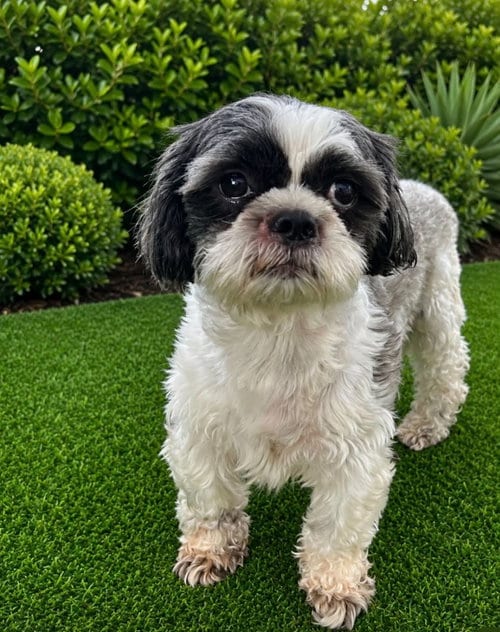 Photo of Sugar and Johnny, adoptable Shih Tzu in Bellevue, Washington