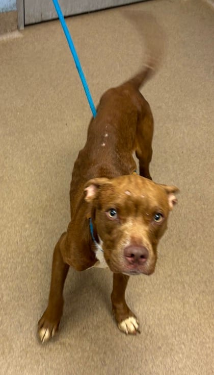 Photo of Anders, adoptable dog in Chamblee, Georgia