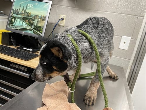 Photo of Gunner, adoptable Australian Cattle Dog/Blue Heeler in Aurora, Illinois