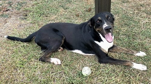 Photo of Texas, adoptable Bluetick Coonhound in Corpus Christi, Texas