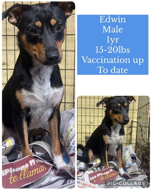 Photo of Edwin, adoptable Chihuahua in Virginia Beach, Virginia