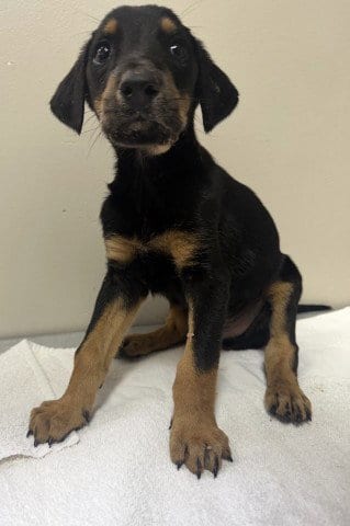 Photo of Jack, adoptable Doberman Pinscher in Redlands, California