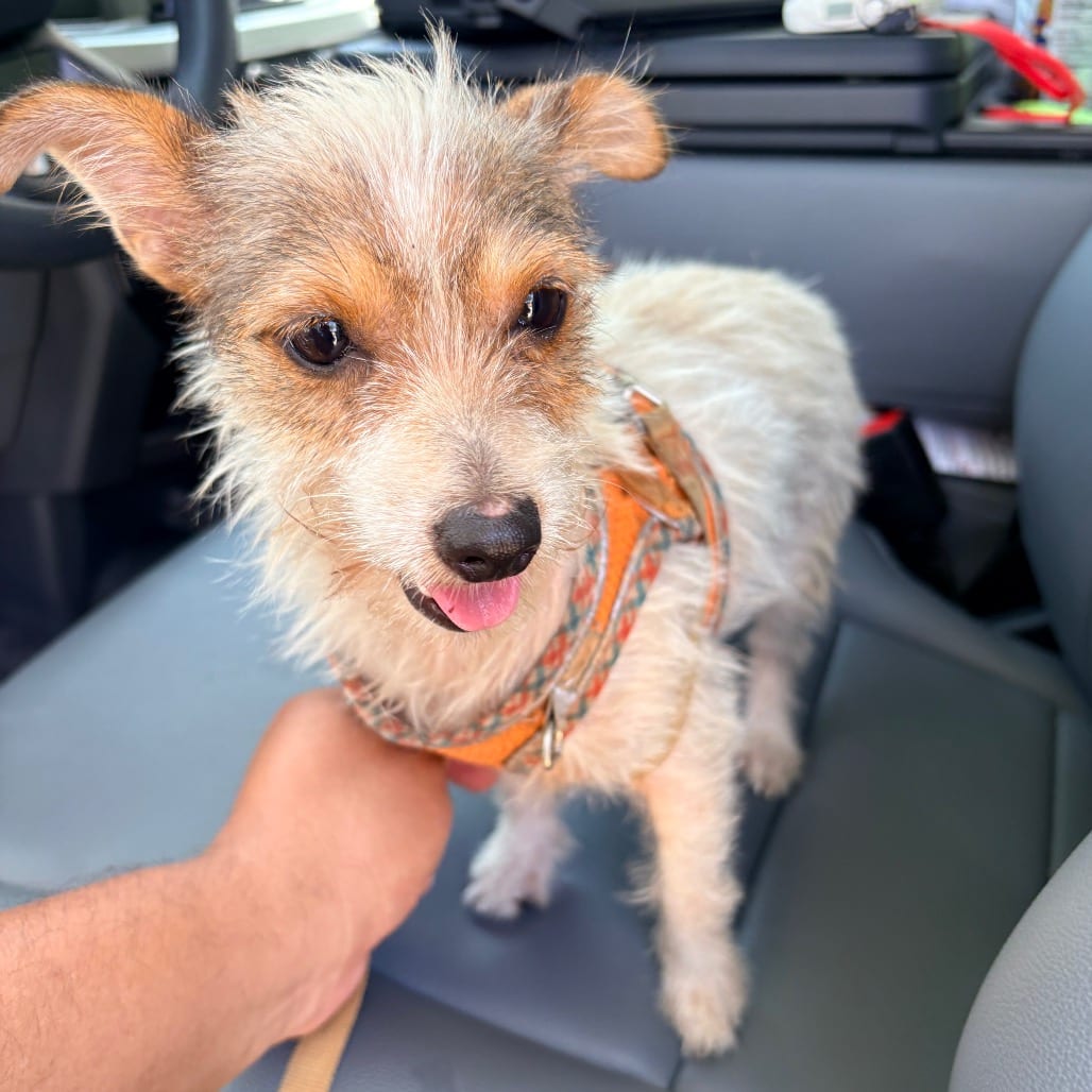 Photo of Antonita, adoptable Terrier in Brownsville, Texas