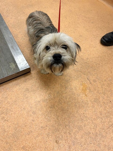 Photo of Scooter, adoptable Shih Tzu in Martinez, California
