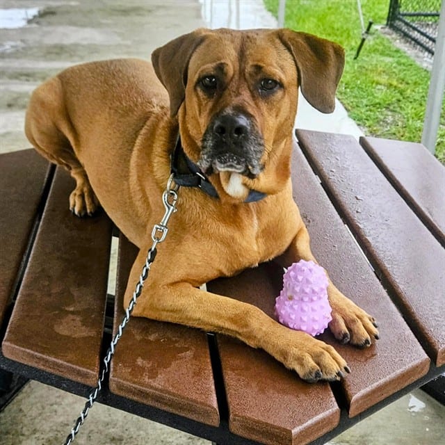 Photo of Flash, adoptable dog in Palmetto, Florida