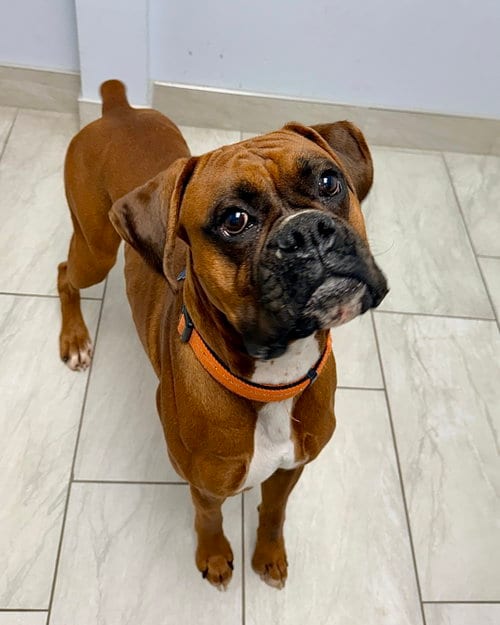 Photo of Mac, adoptable Boxer in Monticello, New Jersey