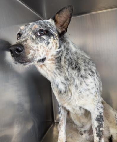 Photo of Cisco, adoptable Queensland Heeler in Riverside, California