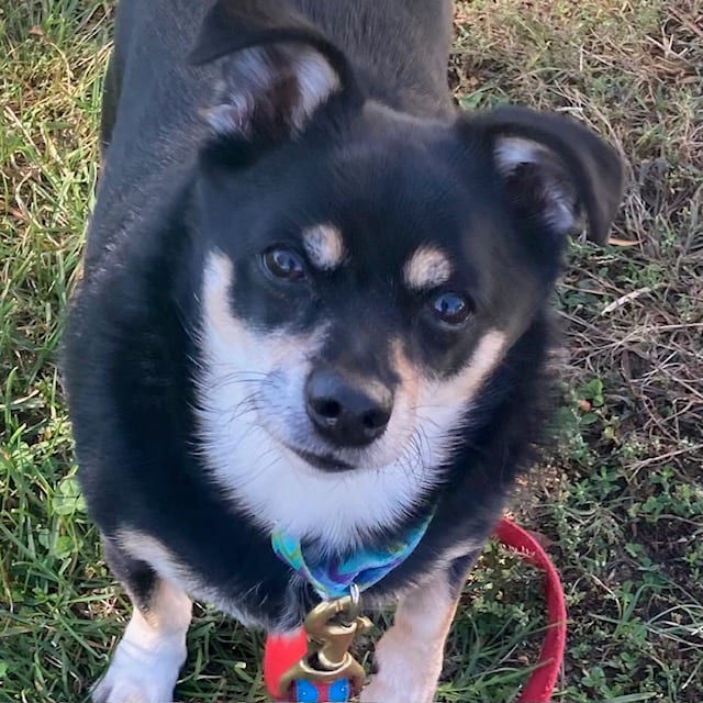 Photo of Coco, adoptable Chihuahua - Smooth Coated in Methuen, Massachusetts