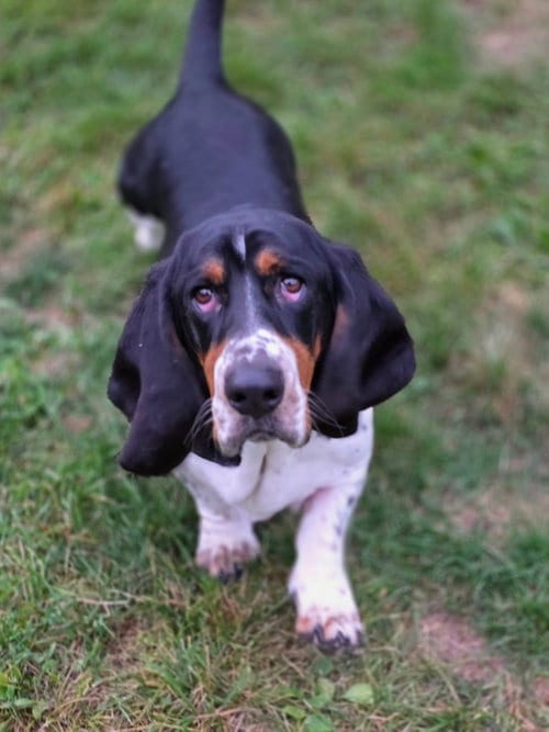 Photo of Boomer, adoptable Basset Hound in Brookville, Ohio