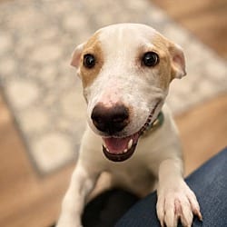 Photo of Scarlett, adoptable Labrador Retriever Beagle in Union Grove, Wisconsin