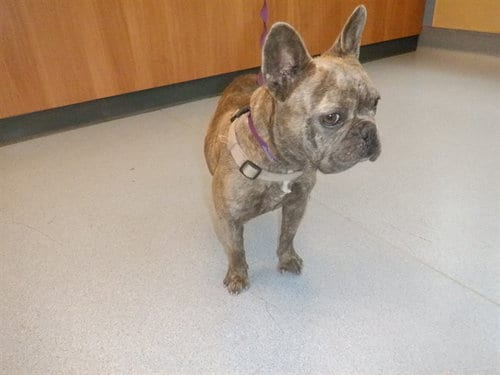 Photo of Flamingo, adoptable French Bulldog in San Jose, California