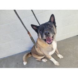 Photo of Auggie, adoptable Akita in Chatsworth, California