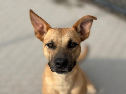 Photo of Marcus, adoptable Pit Bull Terrier in Tulsa, Oklahoma