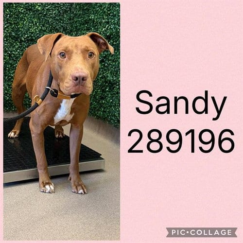 Photo of Sandy, adoptable Labrador Retriever in Macon, Georgia