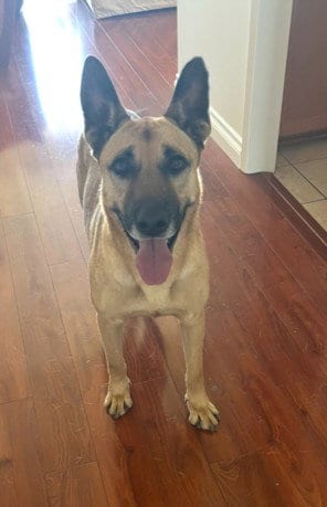 Photo of Clyde, adoptable German Shepherd Dog in San Pedro, California