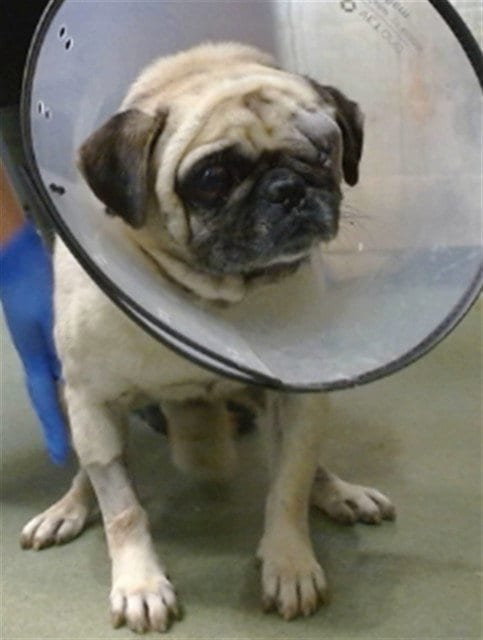 Photo of Henry, adoptable Pug in San Bernardino, California