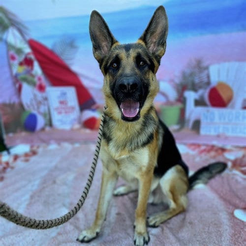 Photo of Dolo, adoptable German Shepherd Dog in Long Beach, California